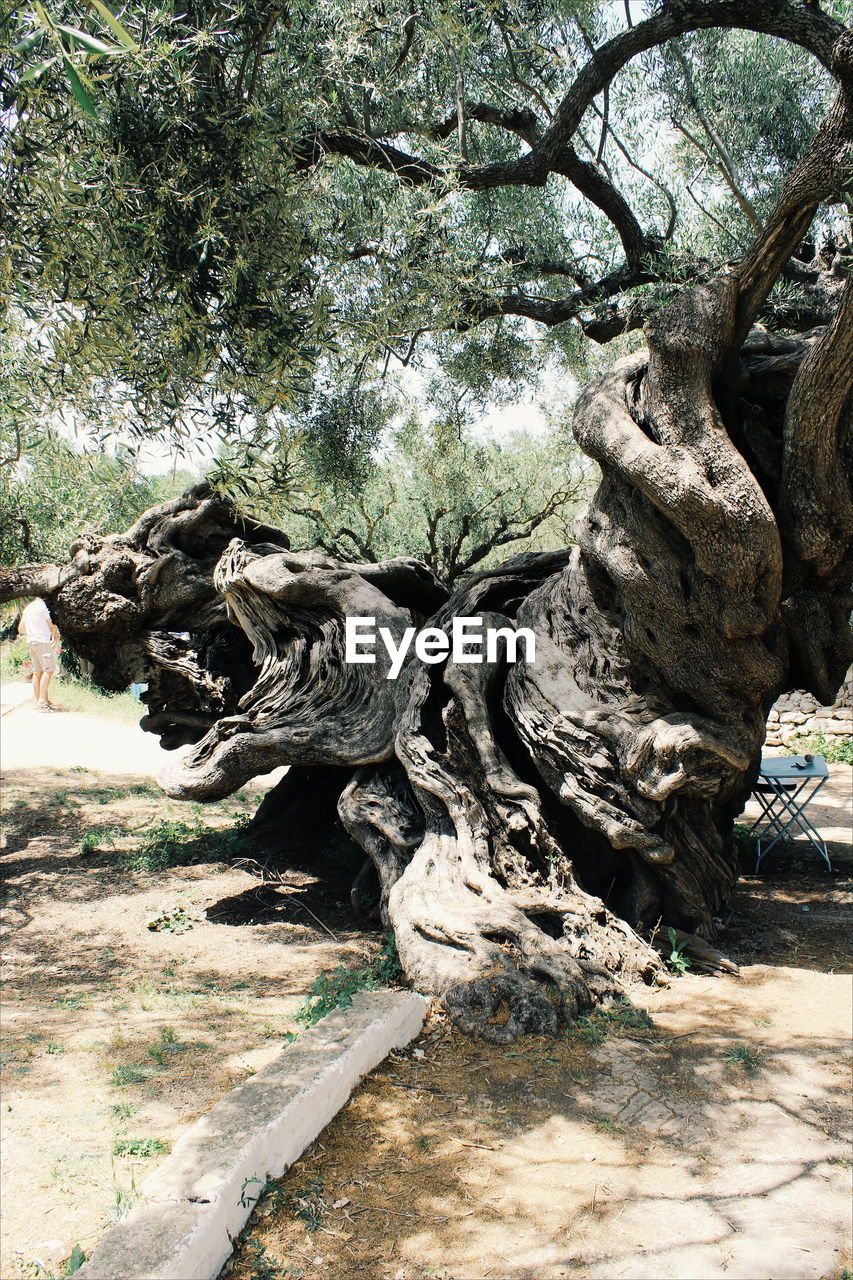 CLOSE-UP OF TREE AGAINST SKY