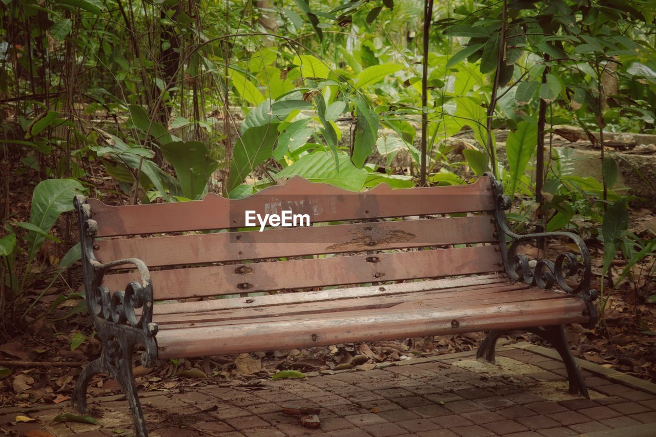 EMPTY BENCH BY PLANTS IN YARD