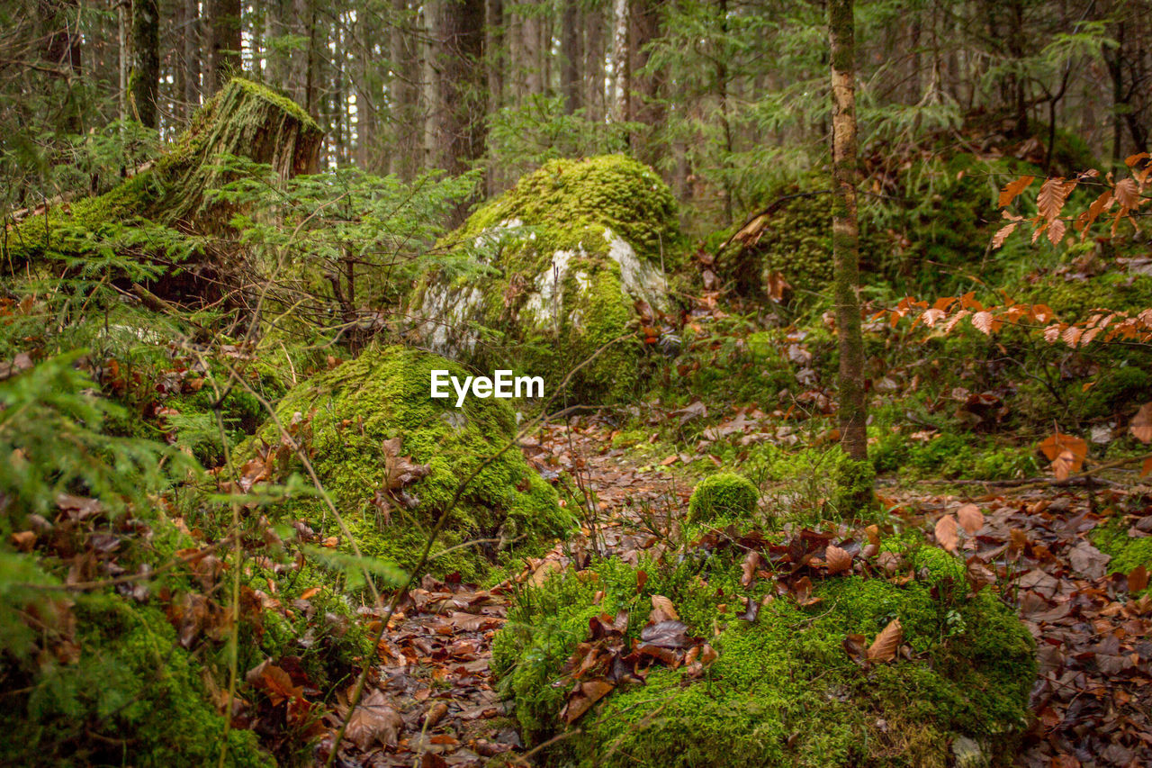 Moss growing on land in forest