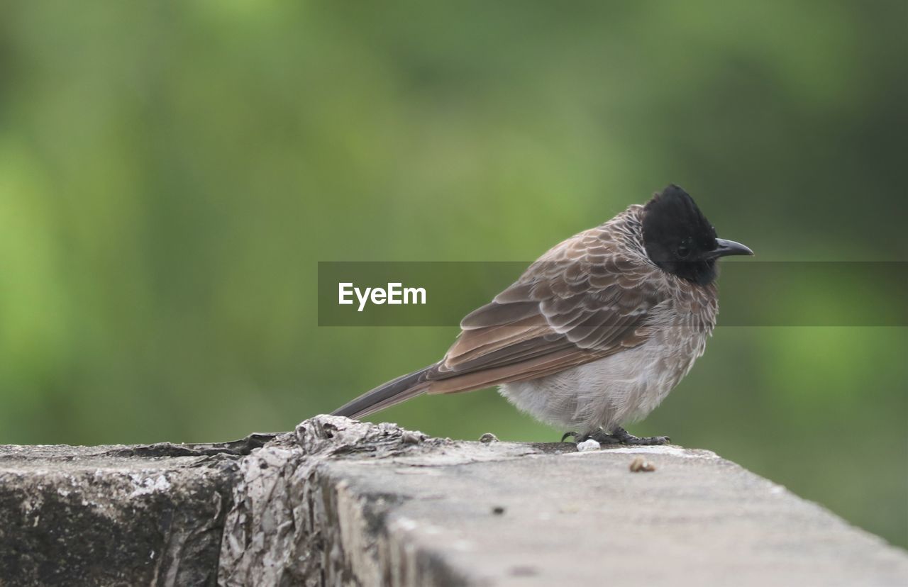 Closeup of red vented bulbul sitting lonely.