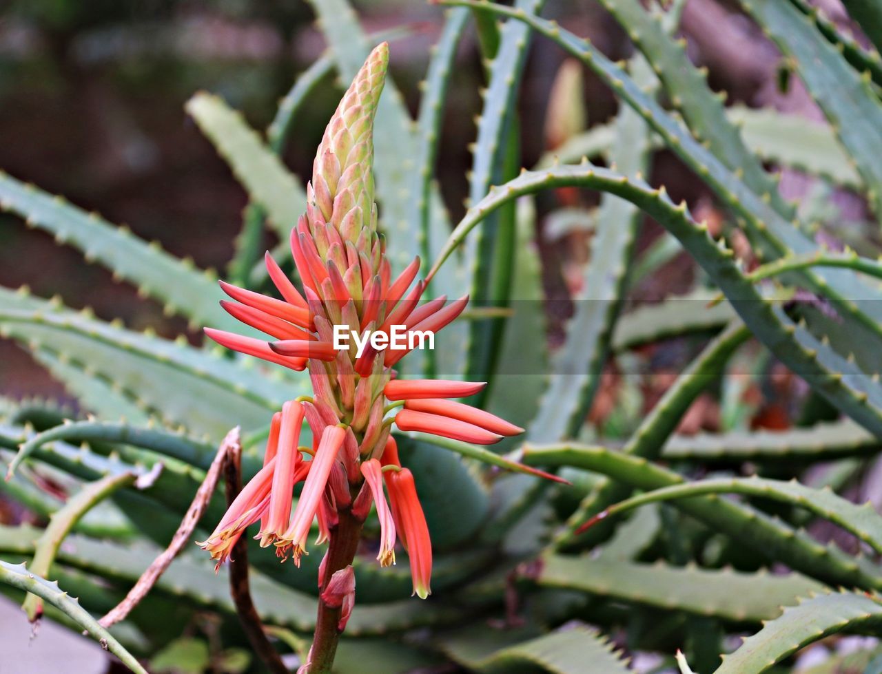 CLOSE-UP OF RED FLOWER AGAINST BLURRED BACKGROUND