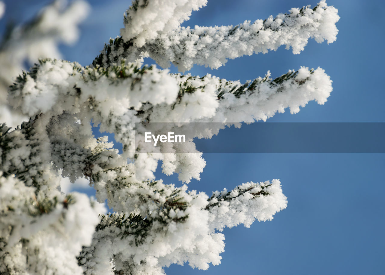 Thick and white frost covers the trees on the river bank, close-up view of frosted branches,