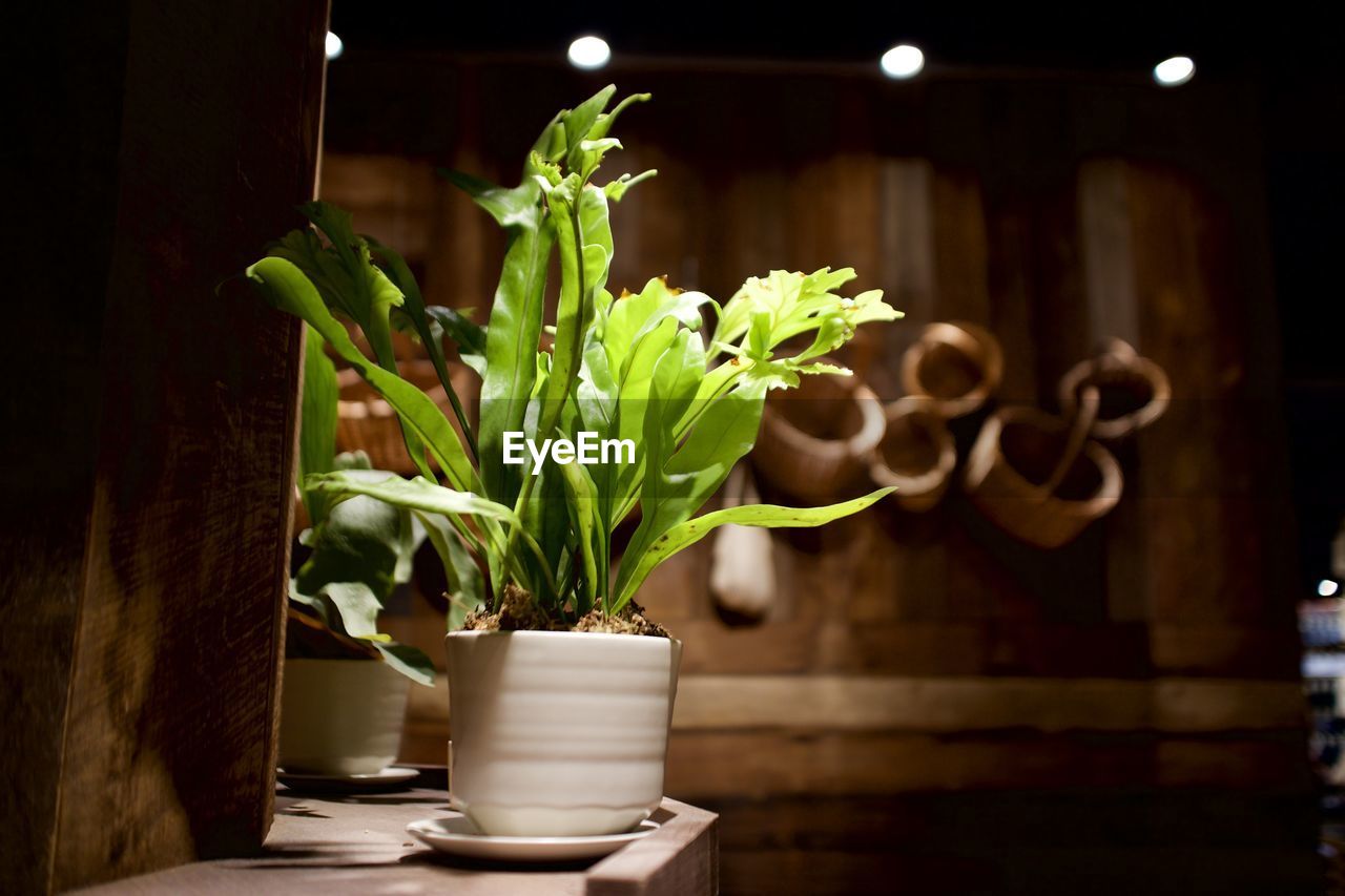 Close-up of potted plant on table