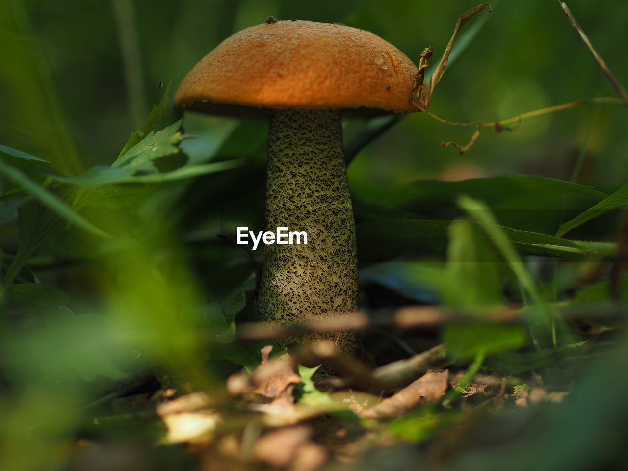 Edible mushrooms in the forest in autumn. close-up.