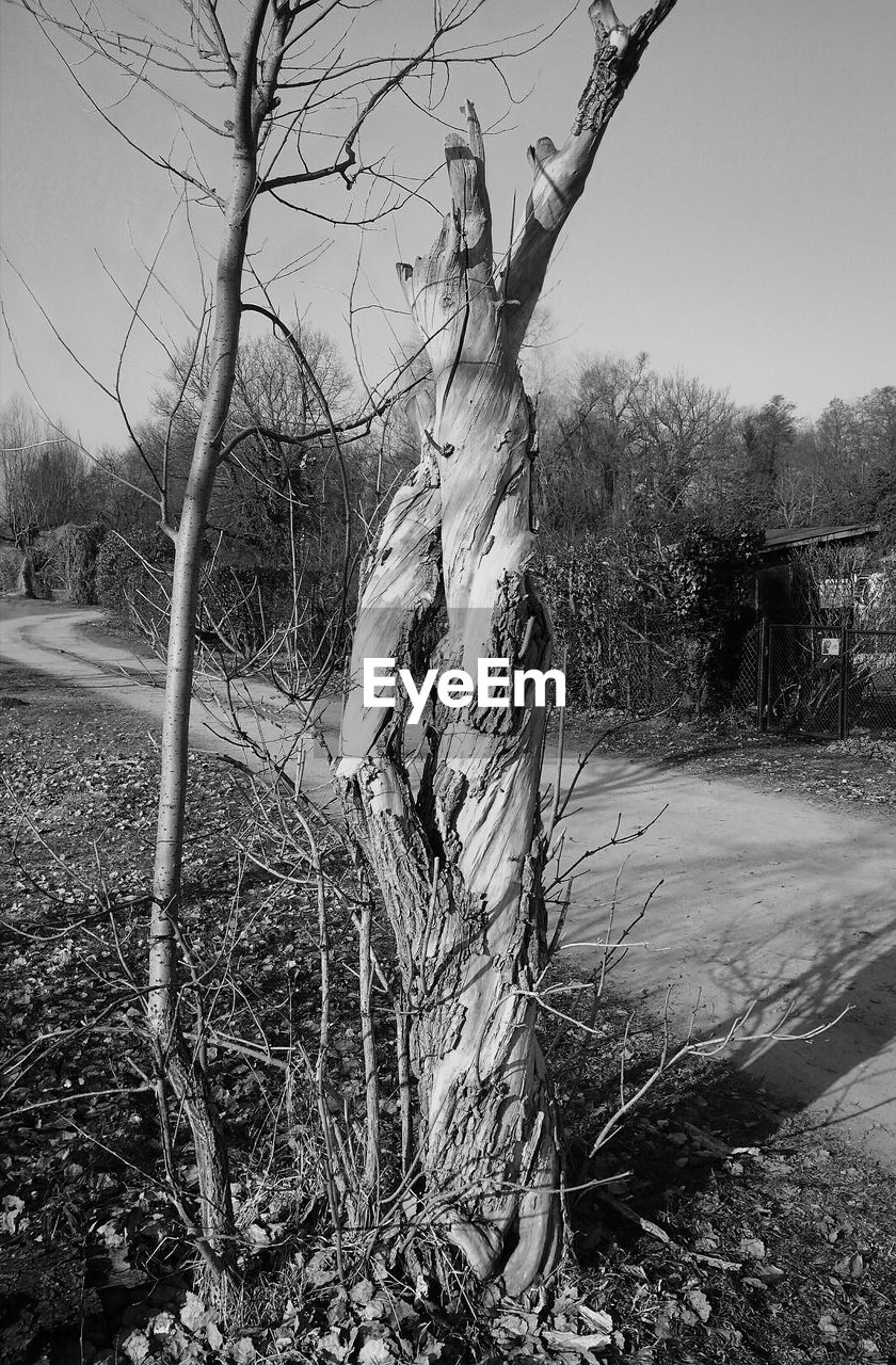 BARE TREES ON FIELD