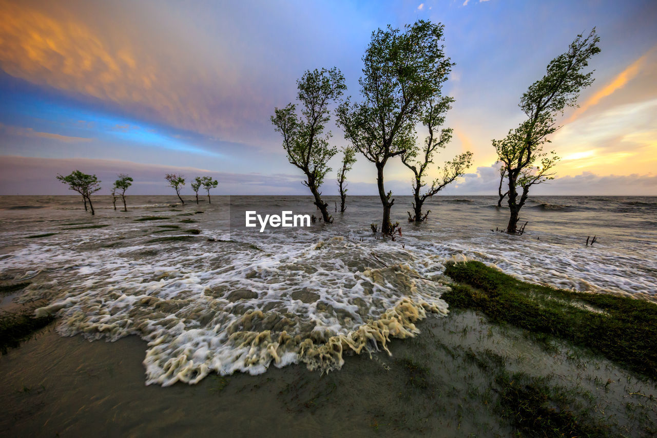 Trees on beach against sky at sunset