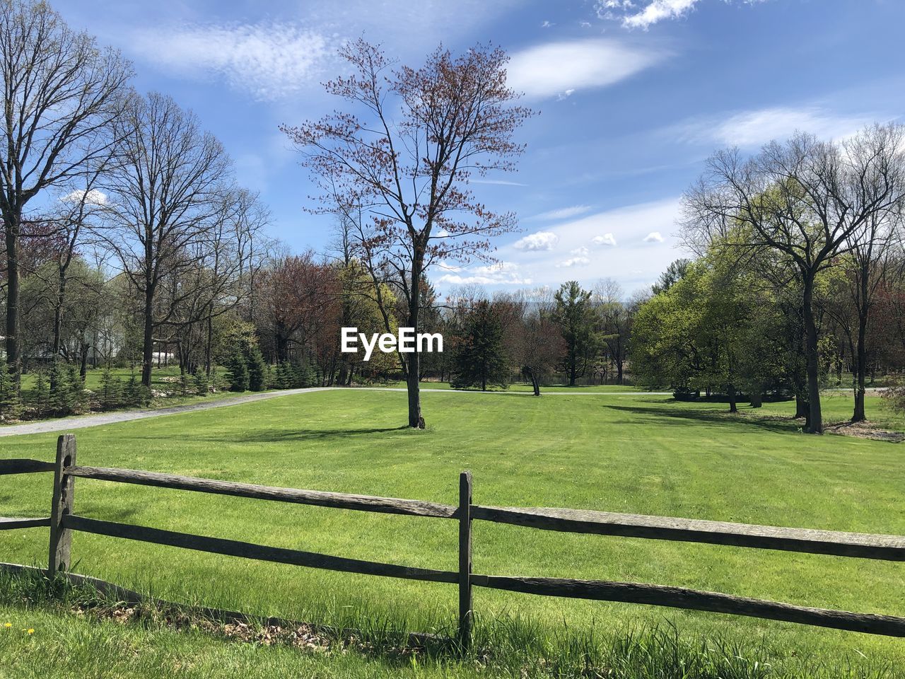 Trees on field against sky