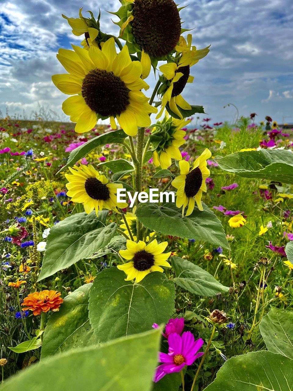 flower, plant, flowering plant, freshness, beauty in nature, sunflower, nature, field, growth, cloud, sky, flower head, fragility, yellow, plant part, inflorescence, leaf, wildflower, petal, close-up, meadow, land, no people, landscape, outdoors, day, green, springtime, rural scene, multi colored, sunlight, summer, environment, botany, agriculture