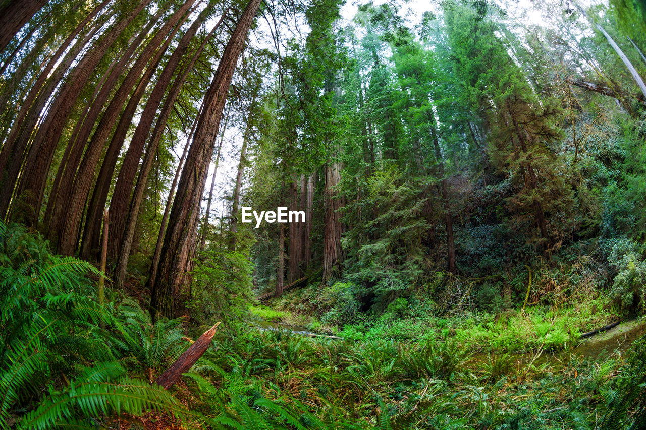 BAMBOO TREES IN FOREST