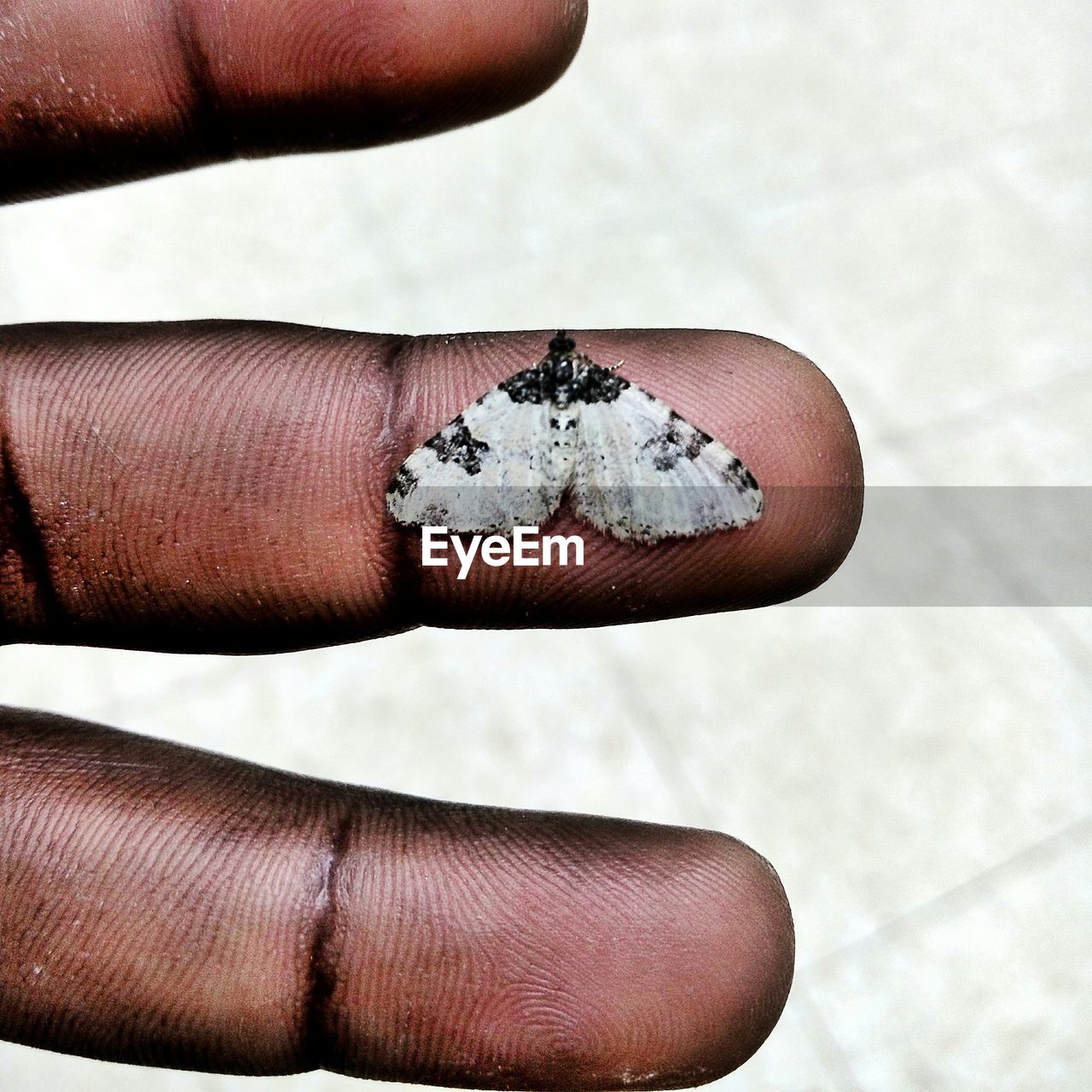 Close-up of a moth on finger