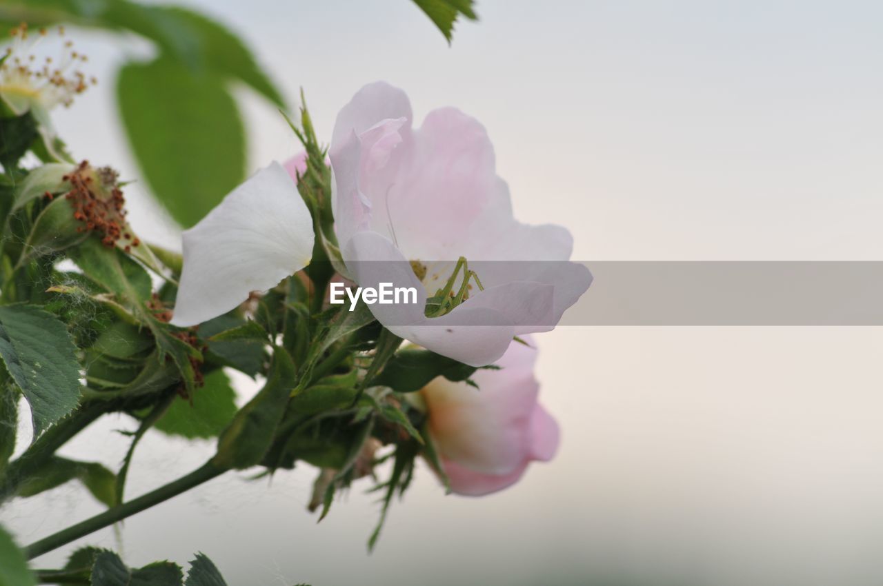 CLOSE-UP OF PINK FLOWER BLOOMING IN NATURE