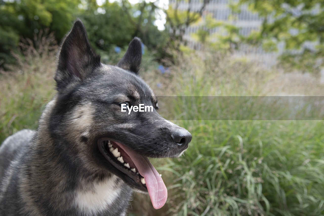 Very handsome blue eyed dog with perfect canine white sharp teeth outside with green grass.