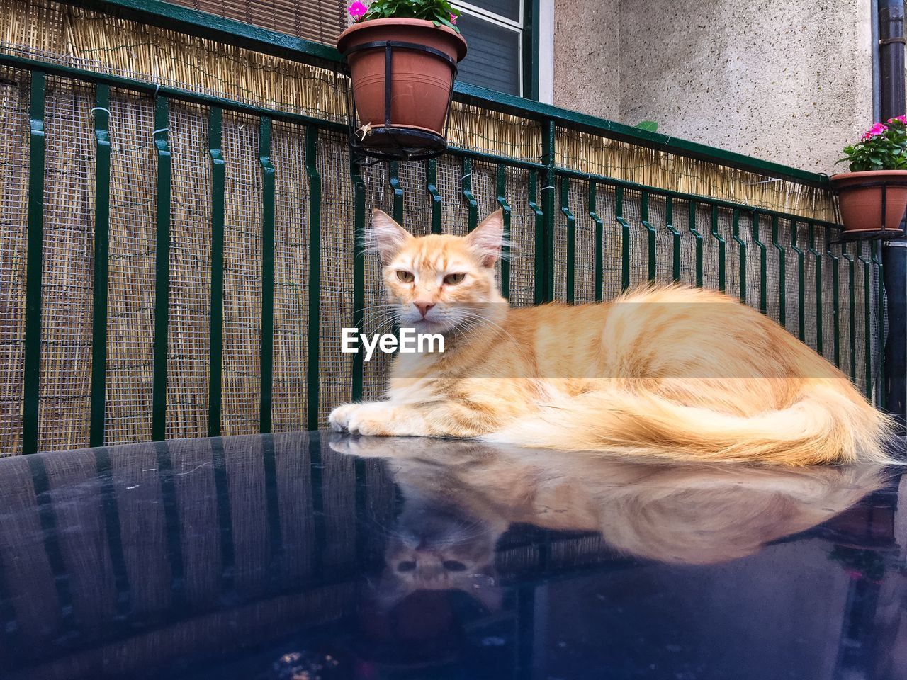 Portrait of cat resting on blue table