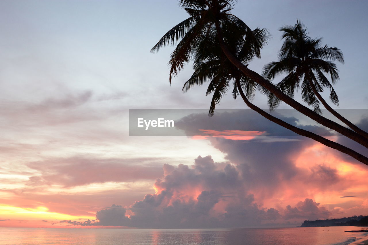 Palm trees at sunset. white beach. aklan. western visayas. philippines