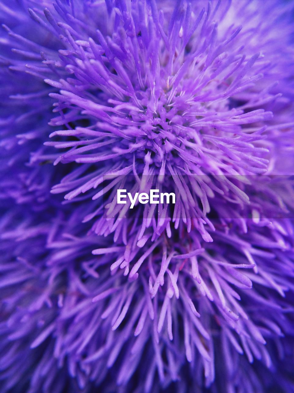 Close-up of purple flower blooming in field