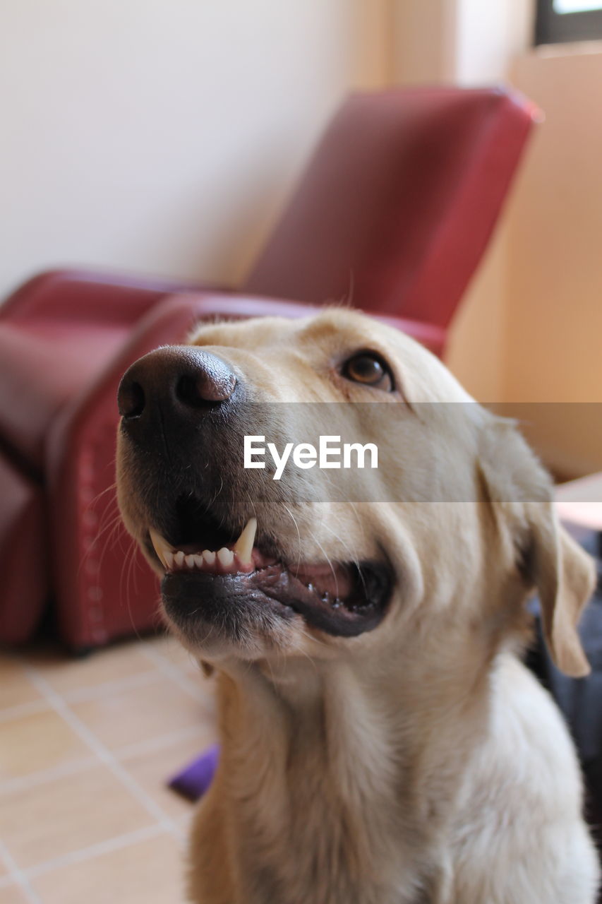 CLOSE-UP OF DOG SITTING ON FLOOR