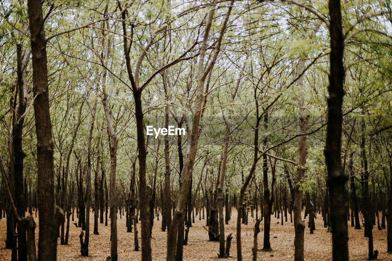 Panoramic shot of trees in forest