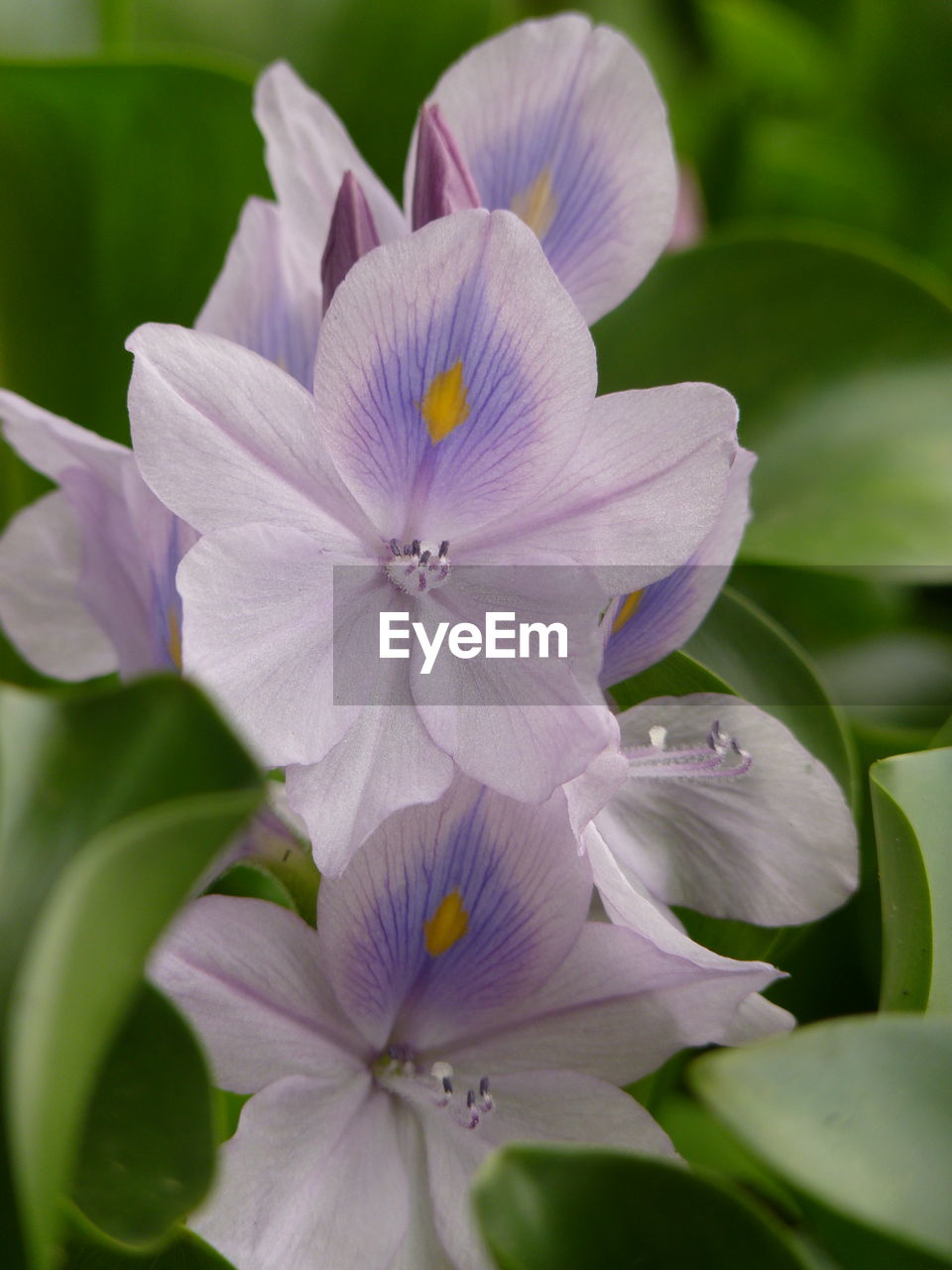 CLOSE-UP OF WHITE FLOWER