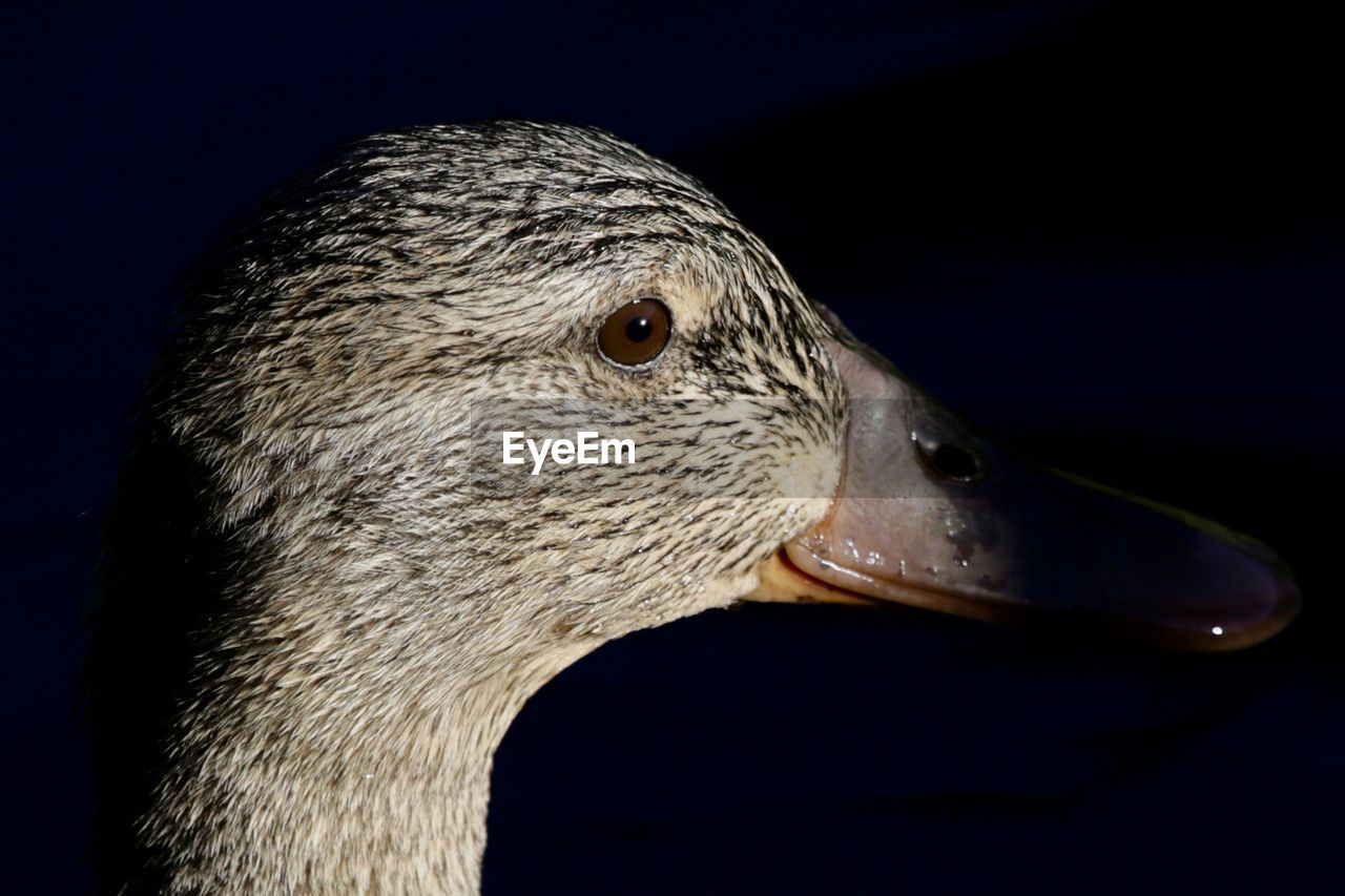 Close-up of a bird against black background