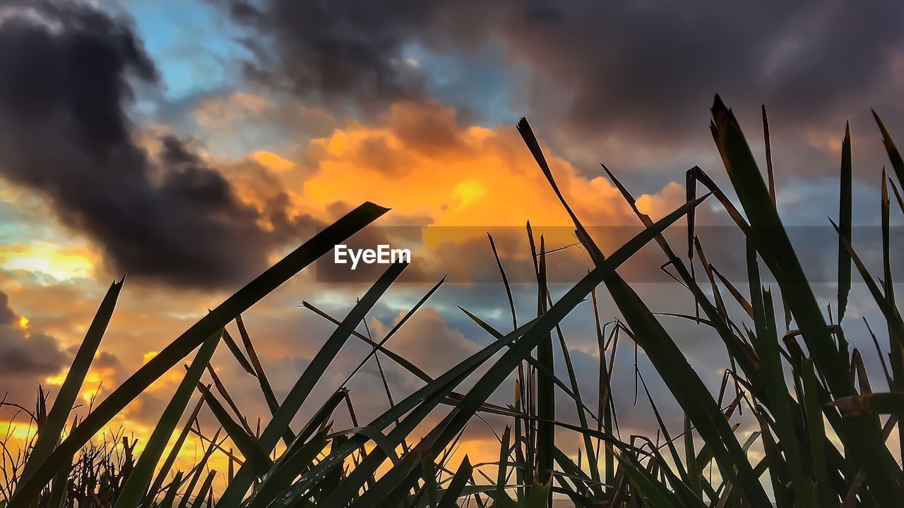 Low angle view of silhouette grass against cloudy sky at sunset
