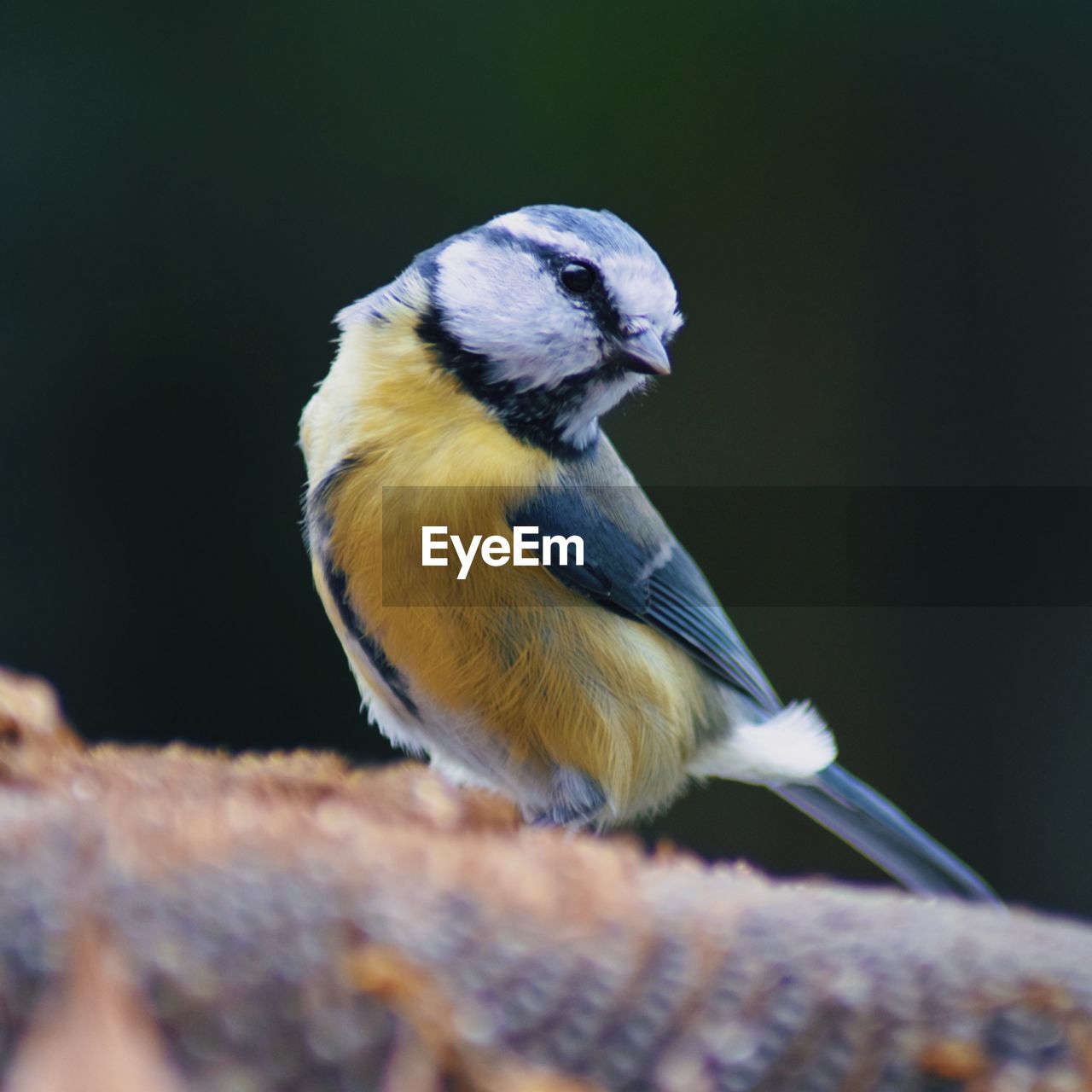 CLOSE-UP OF BIRD PERCHING