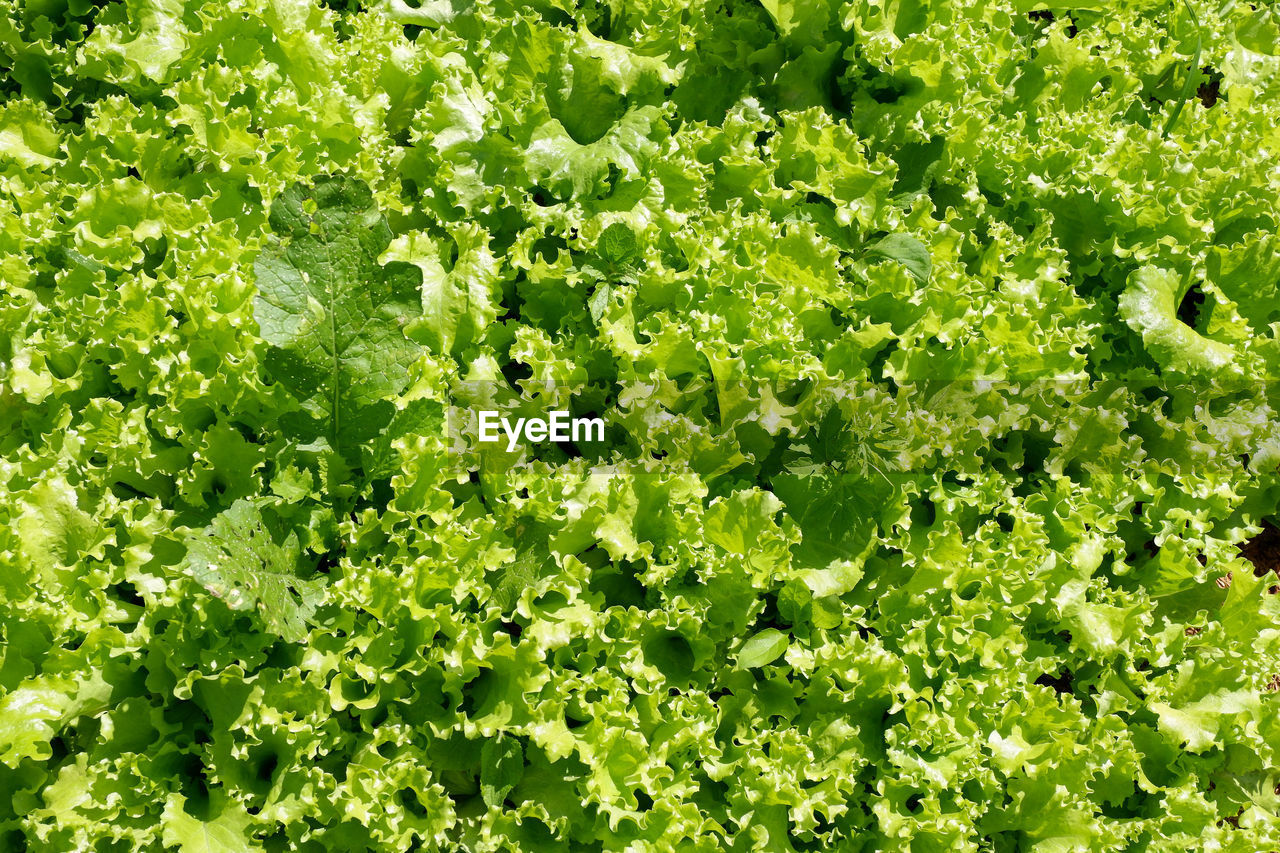 MACRO SHOT OF FRESH GREEN LEAVES