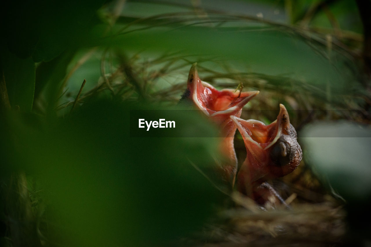 Close-up of birds in nest