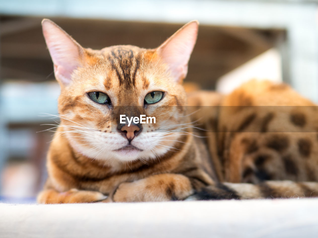 PORTRAIT OF TABBY CAT