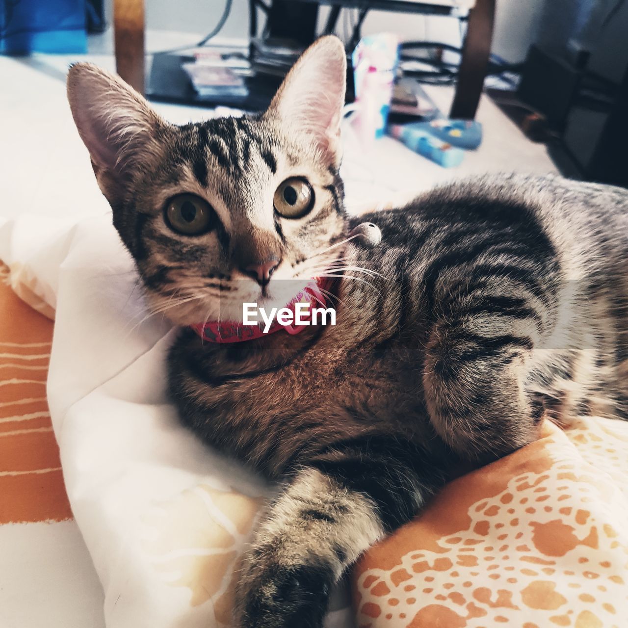 Close-up portrait of a cat lying on bed