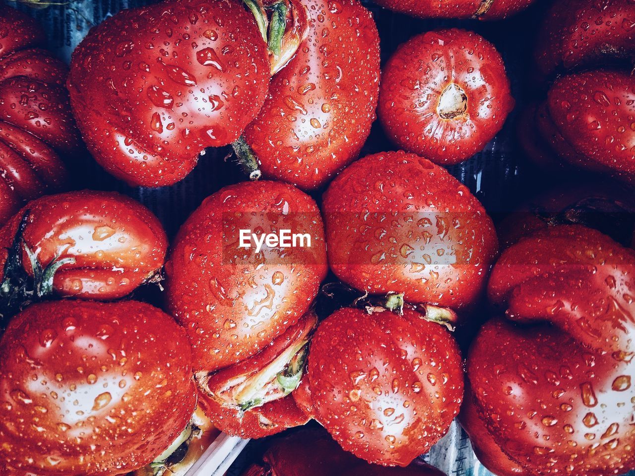 High angle view of wet tomatoes