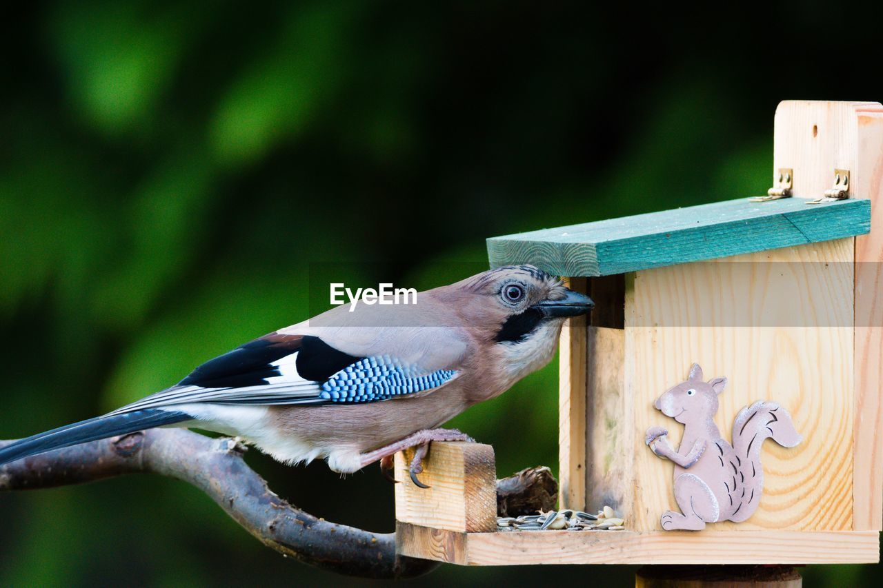 Close-up of eurasian jay perching on birdhouse