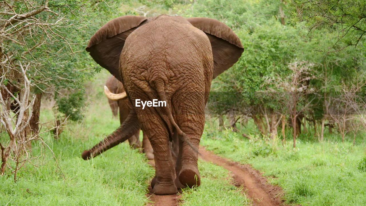 South african elefant seen on a game drive in the 
manyoni private game reserve