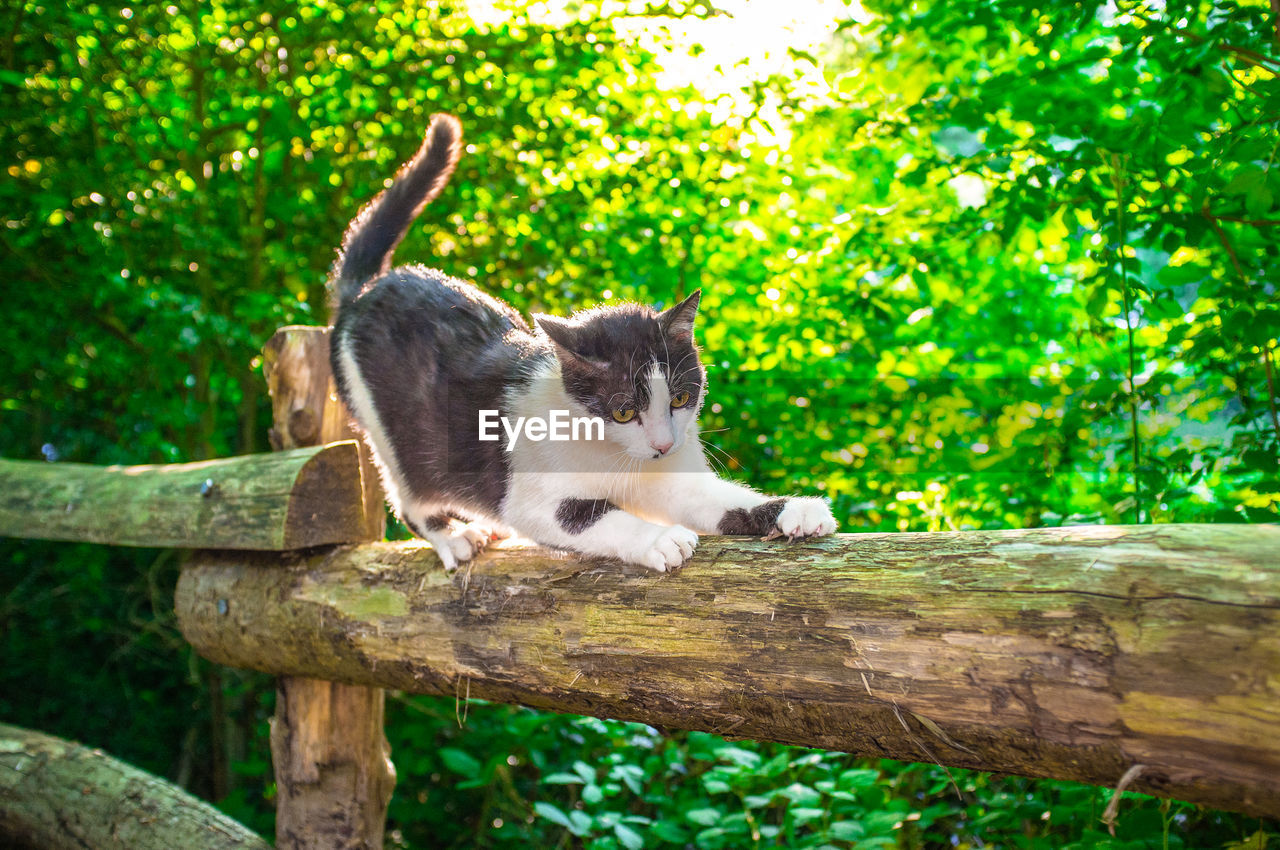 Cat sitting on wooden railing