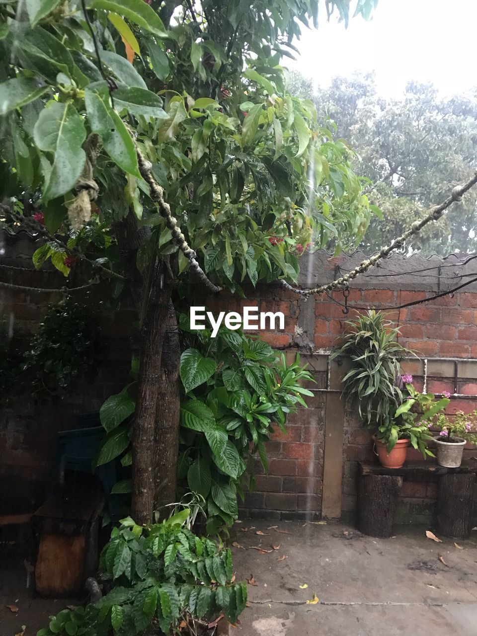 POTTED PLANTS AND TREE AGAINST BUILDING