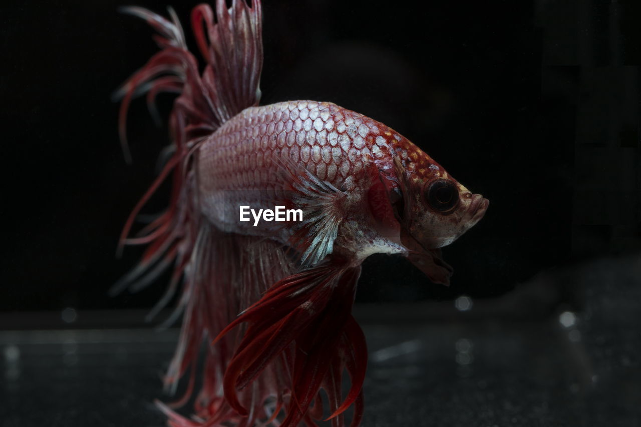 Siamese fighting fish ,crowntail, red fish on a black background, halfmoon betta,