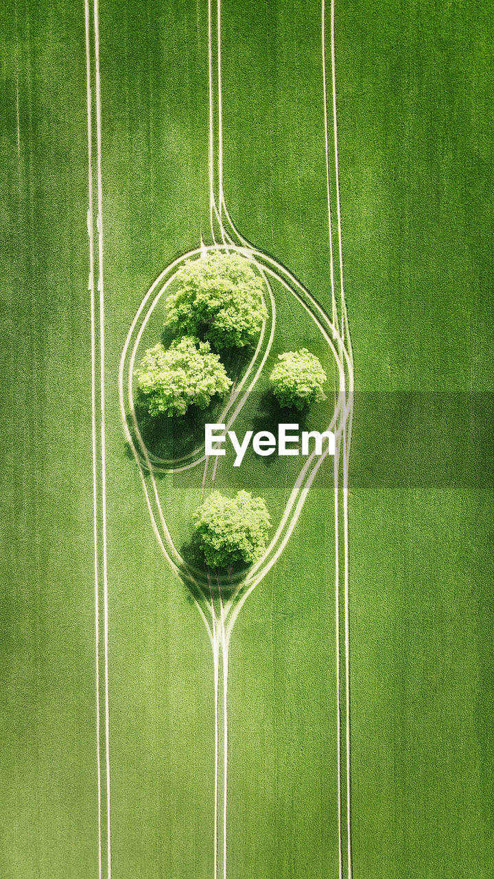 High angle view from above of four trees on farmland green field