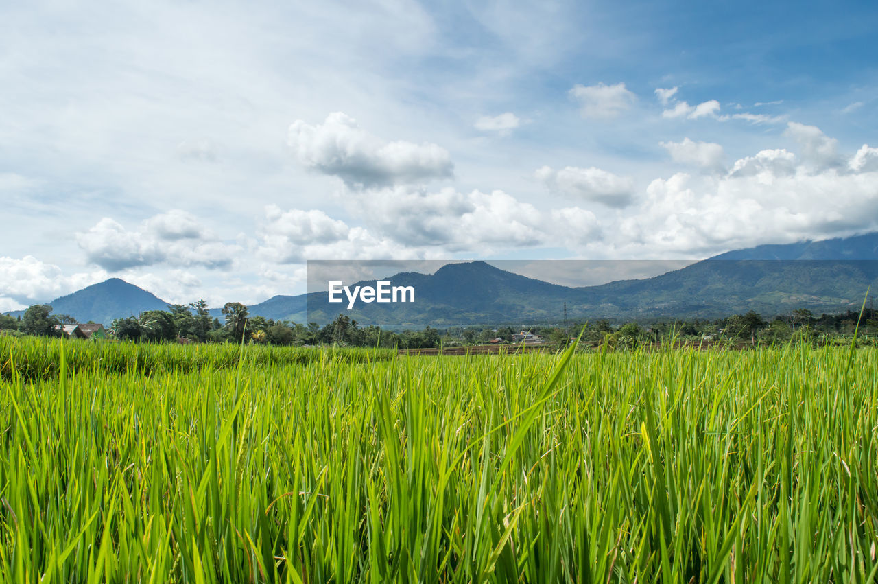 Scenic view of agricultural field against sky