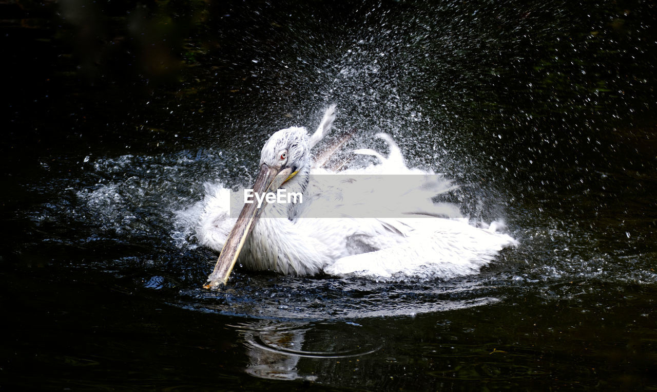 Pelican splashing water in lake