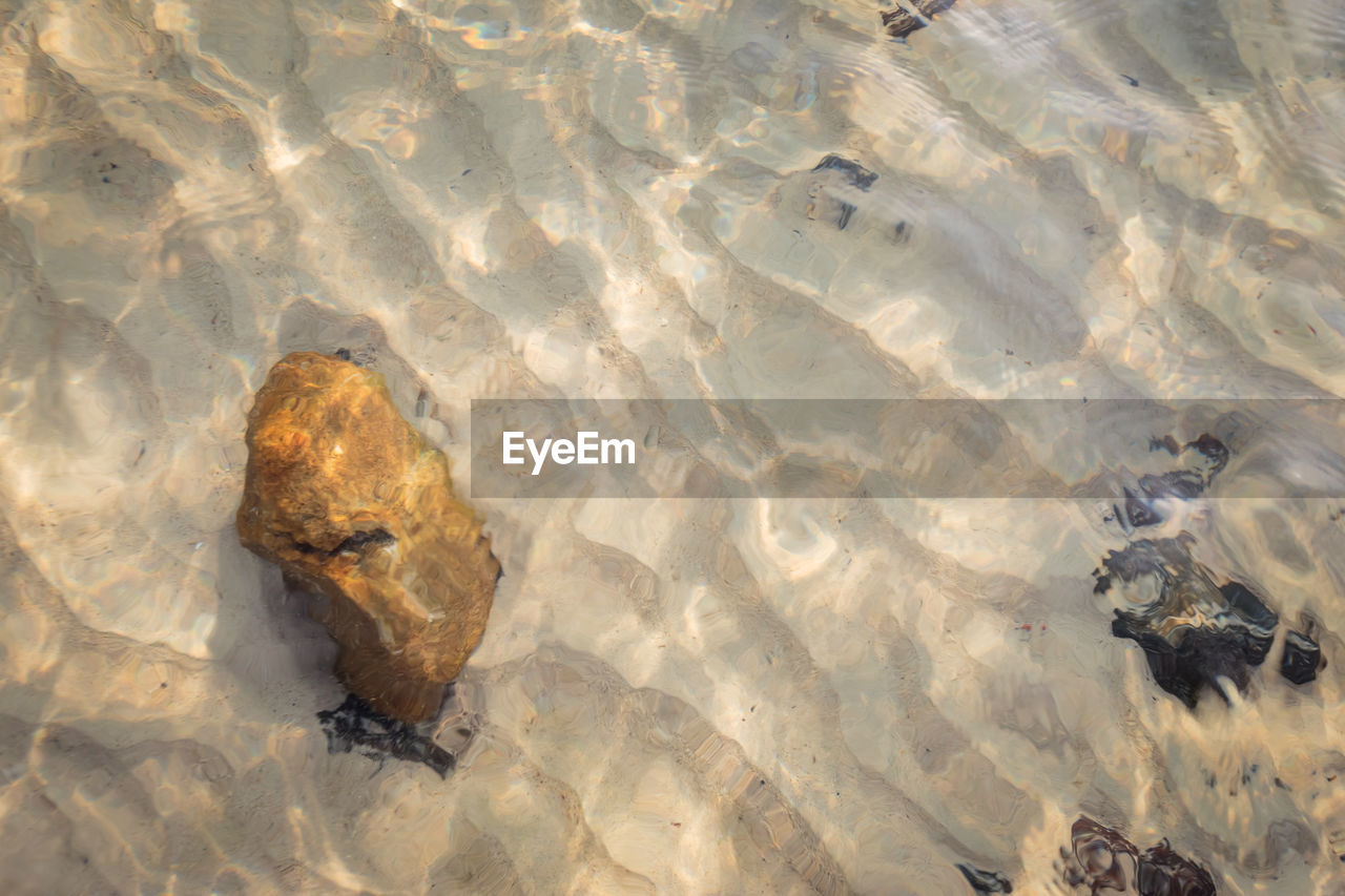 HIGH ANGLE VIEW OF CRAB ON ROCK