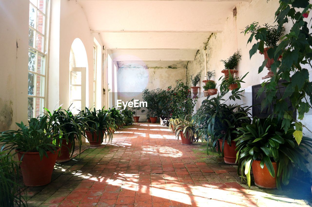 POTTED PLANTS ON WINDOW SILL