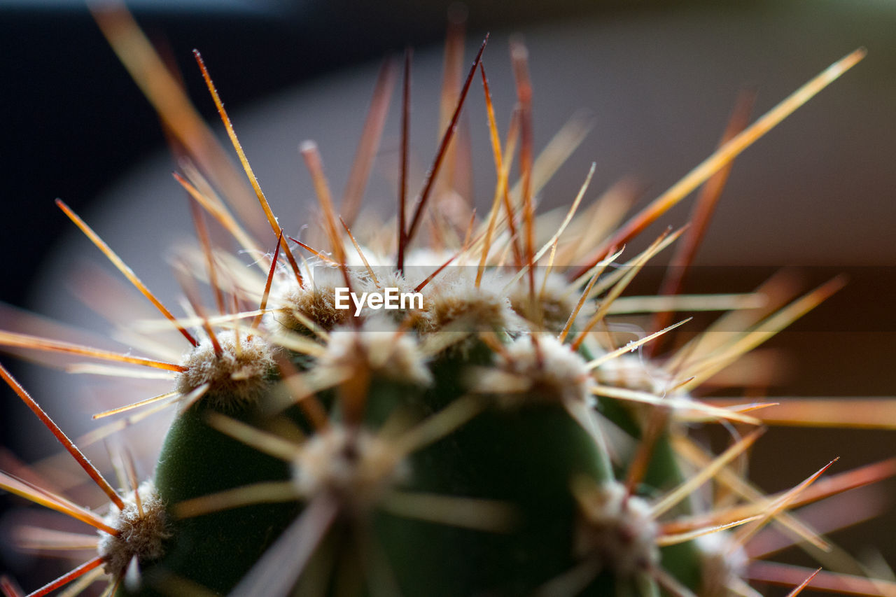 CLOSE-UP OF CACTUS FLOWER