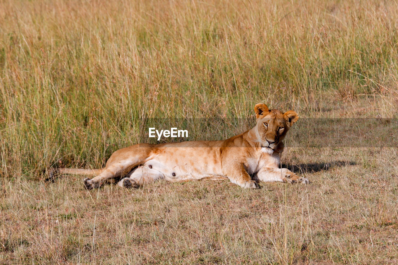 Lioness takes a nap in the grass in the maasai mara, kenya