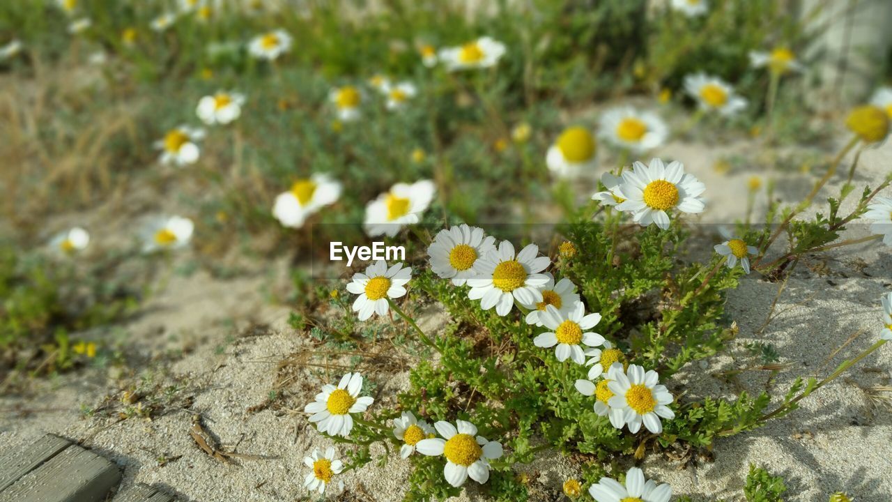 Close-up of white daisy flowers blooming in field