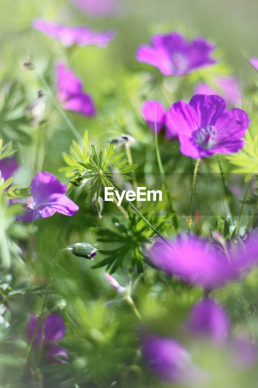 BEAUTIFUL PURPLE FLOWERS BLOOMING IN PARK