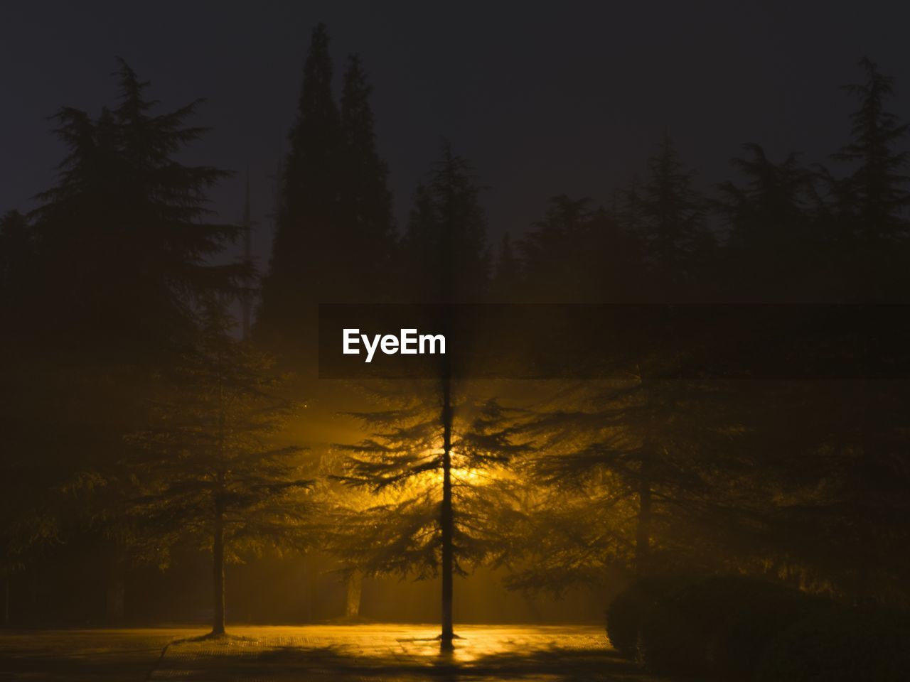 Silhouette trees on snow covered landscape at night