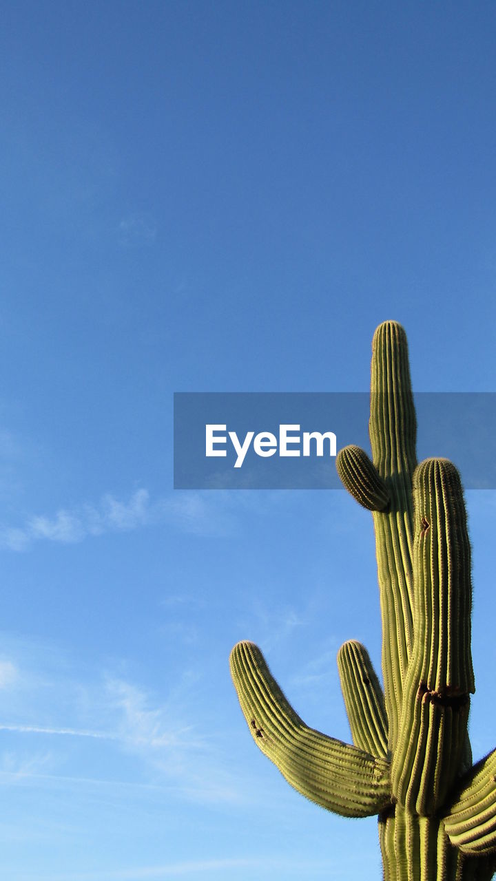 Saguaro cactus against blue sky