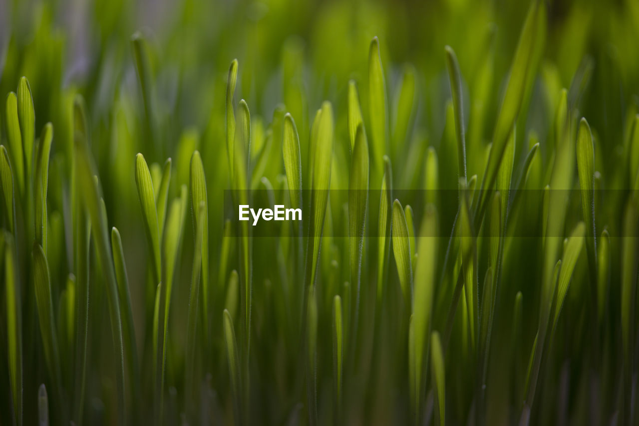 Green grass close up. abstract nature background. wheat green sprouts.