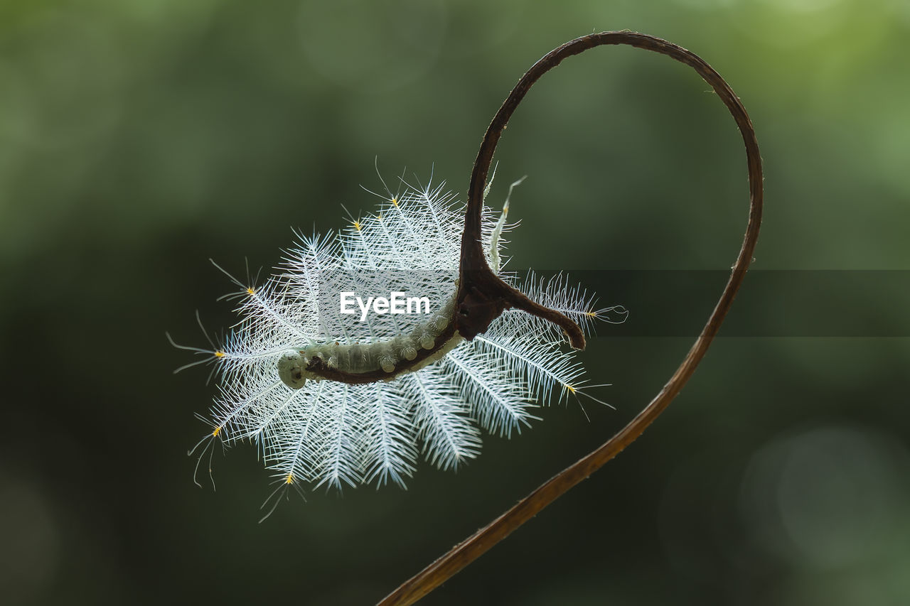 Fire caterpillar on tendril of plant