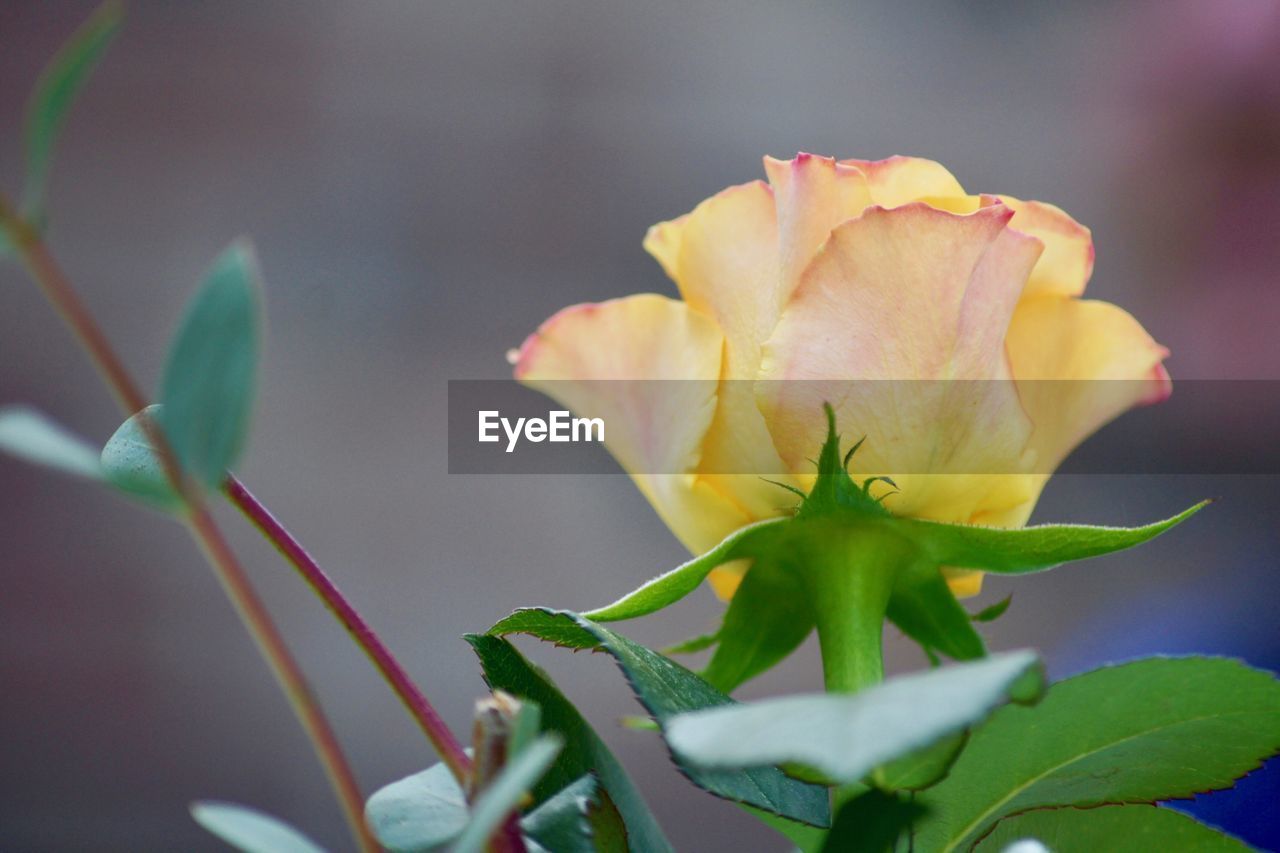 CLOSE-UP OF FRESH YELLOW ROSE FLOWER