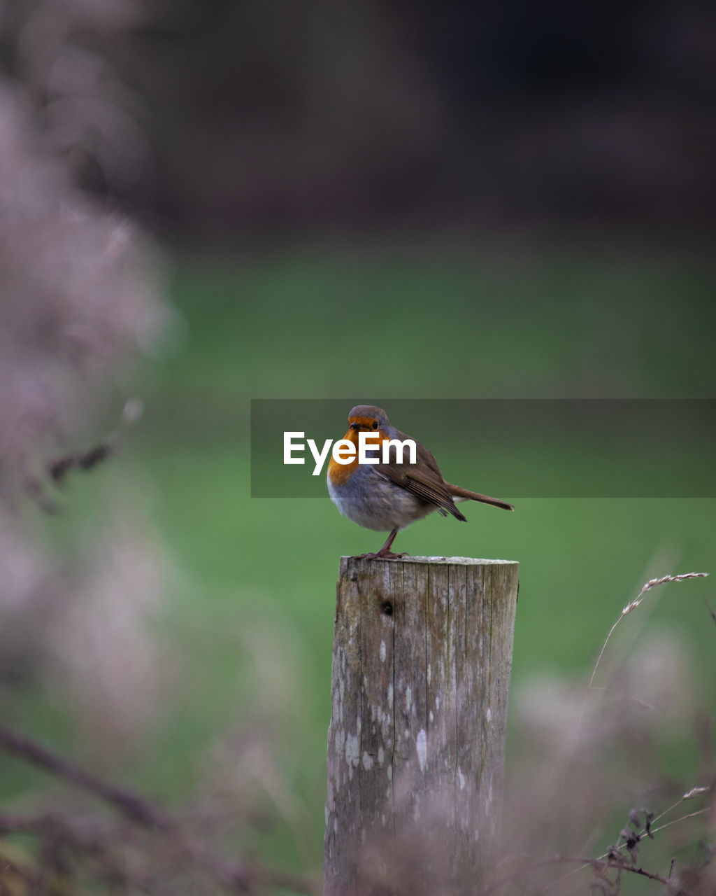 Close-up of a robin bird perching on wooden post